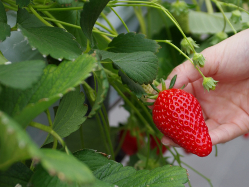 和田農園（いちご狩り）